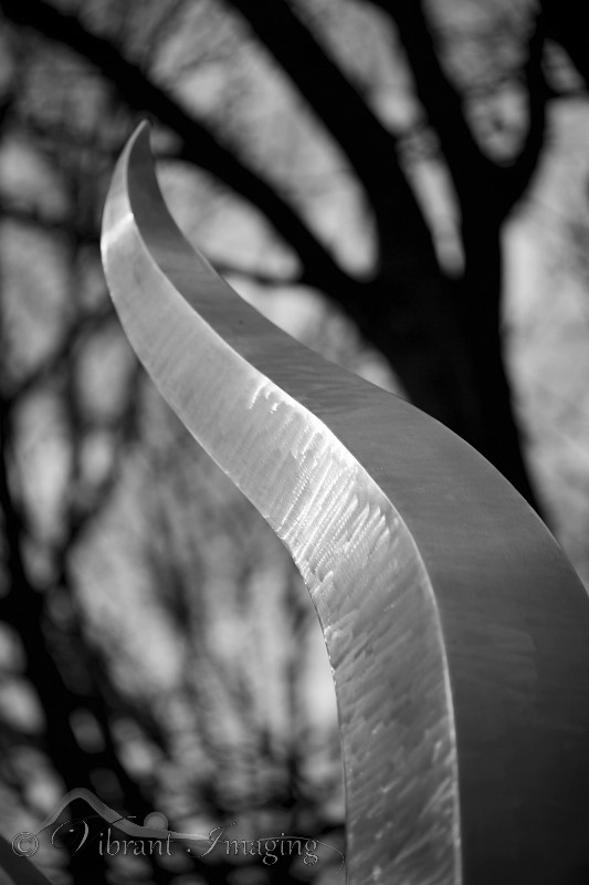 5D3_2991