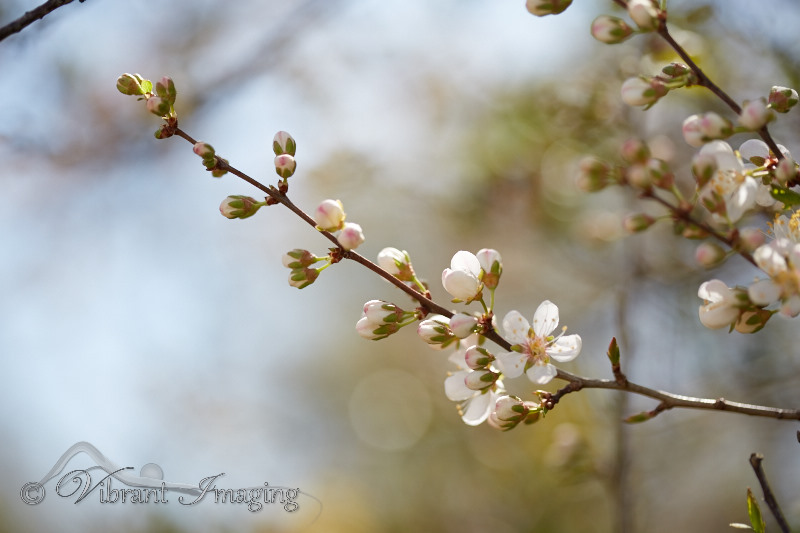5D3_3082