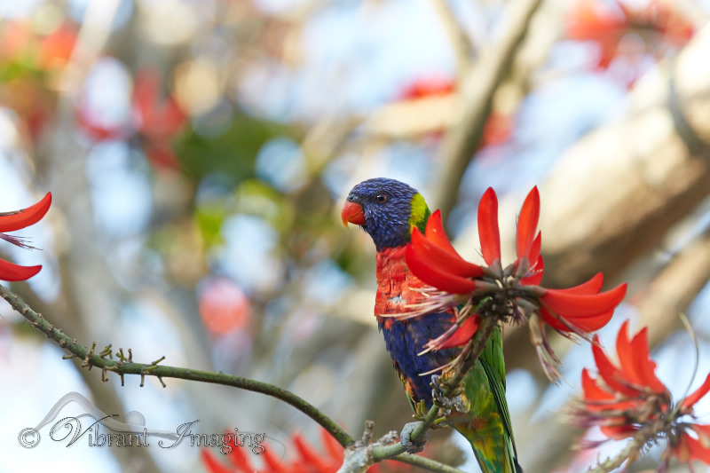 wildlife
