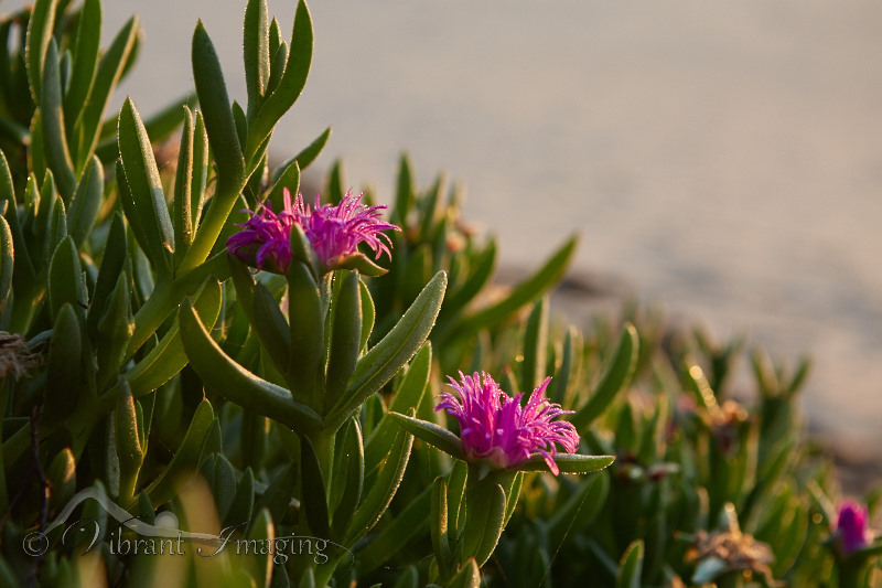 flower photography