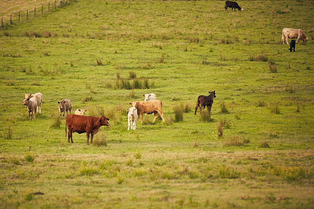 Casino farms_199 1
